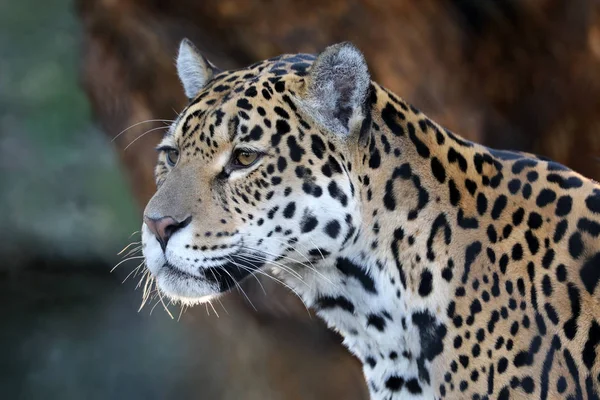 Ragadozó Jaguar Állat Természetes Élőhely — Stock Fotó