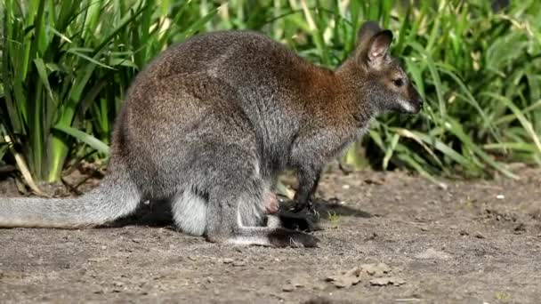 Wallaby Baby Påse Känguru Mamma — Stockvideo