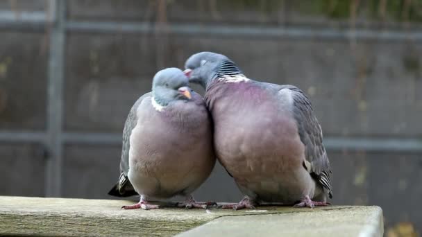 Pigeons Des Bois Amoureux Étreignant Mordant — Video