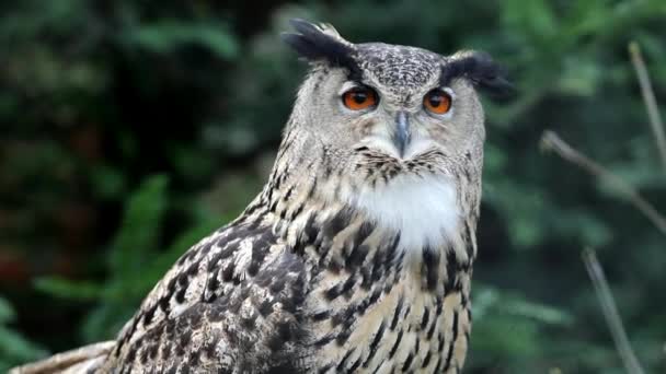 Eurasian eagle owl v přirozeném prostředí