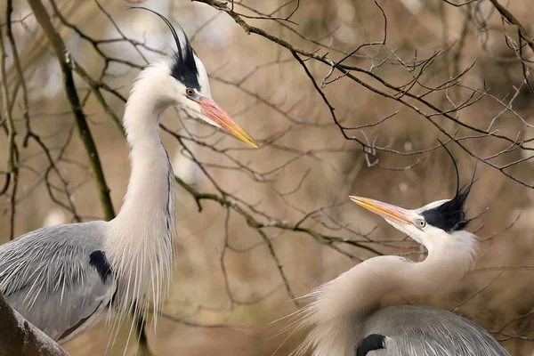 Reiger Portretten Buitenshuis — Stockfoto