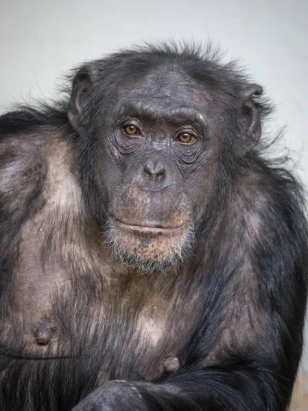 Samice Šimpanze Portrét Venku — Stock fotografie