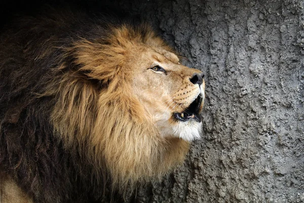 Αρσενικό Λιοντάρι Πορτραίτο Εξωτερικούς Χώρους — Φωτογραφία Αρχείου