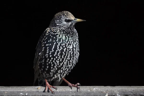 Ortak Avrupa Starling Görünümü Kadar Yakın — Stok fotoğraf