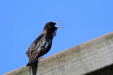 Birdsong of a starling sitting on wooden plank clipart