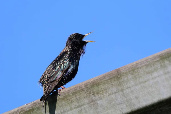 Birdsong Szpak Siedząc Drewnianych Deskach — Zdjęcie stockowe