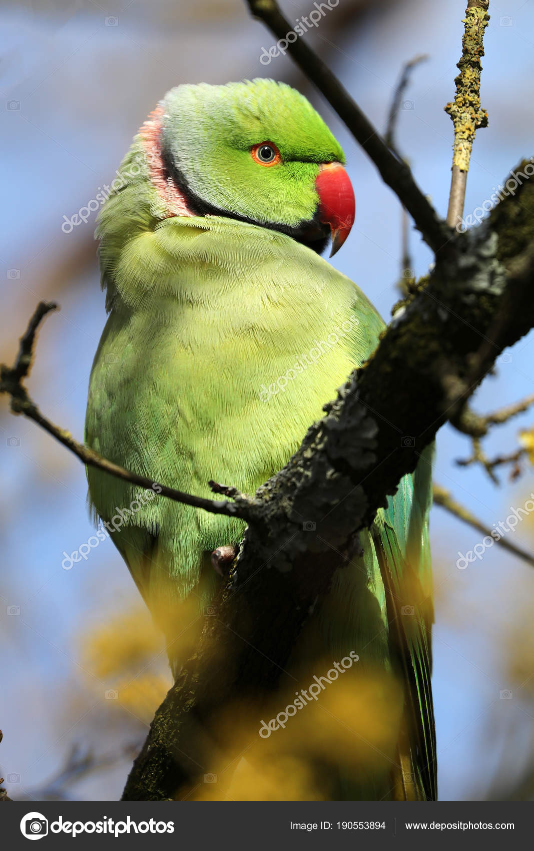 Ook ondergeschikt Kapper Rose Geringd Parkiet Een Boomtak Habitat ⬇ Stockfoto, rechtenvrije foto door © EBFoto #190553894 Ook ondergeschikt Kapper Rose Geringd Parkiet Een Boomtak Habitat ⬇ Stockfoto, rechtenvrije foto door © EBFoto #190553894