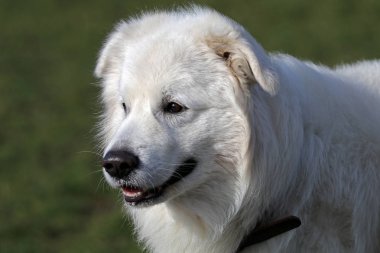 Yeşil zemin üzerine beyaz sevimli köpek