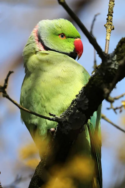 반지를 지에서 나뭇가지에 앵무새의 — 스톡 사진