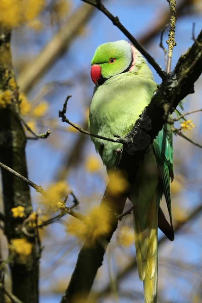Rose Halkalı Muhabbet Kuşu Ortamlarında Ağaç Dal — Stok fotoğraf