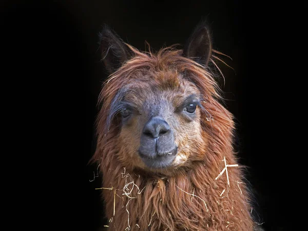 Cute Fluffy Alpaca Dark Background Stock Photo