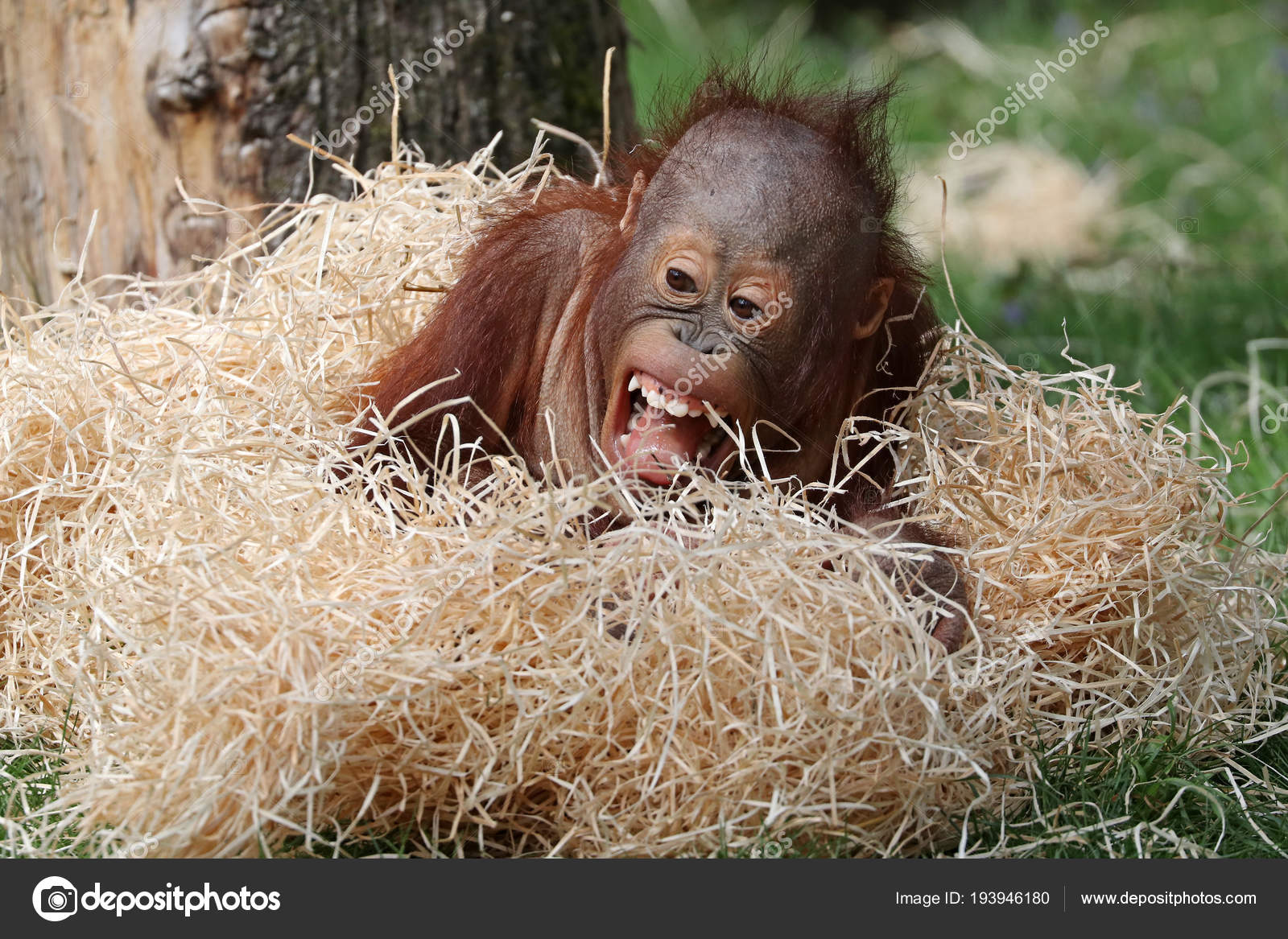 Mignon Orang Utan Bebe Gros Plan Photographie Ebfoto C Mignon Orang Utan Bebe Gros Plan Photographie Ebfoto C