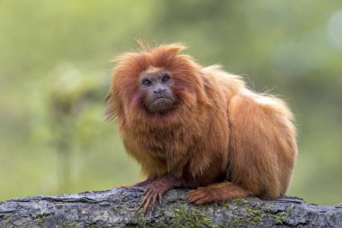 Altın Aslan Tamarin yakın atış