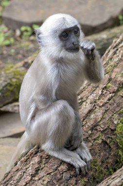 Hanuman Langur yakın atış