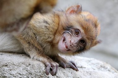 A Barbary Monkey close up shot clipart