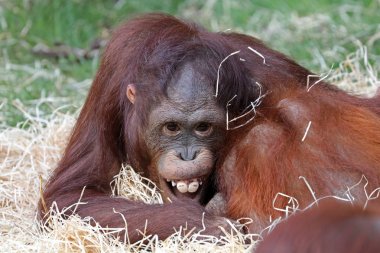 Komik genç orang-utan yakın atış