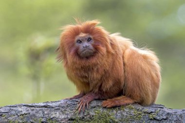 Altın Aslan Tamarin yakın atış
