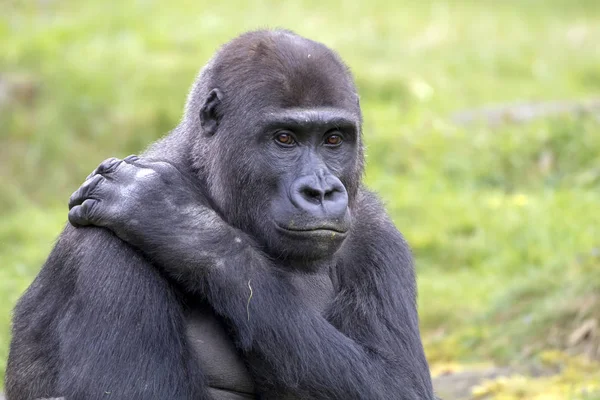 Young Male Gorilla Close Shot — Stock Photo, Image