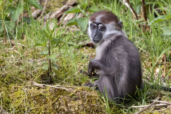 Giovane Collare Mangabey Primo Piano Colpo — Foto Stock