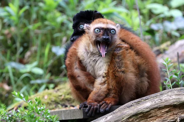 Blue Eyed Black Lemur Close Shot — Stock Photo, Image