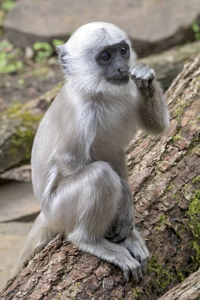 Hanuman Langur Primo Piano Colpo — Foto Stock