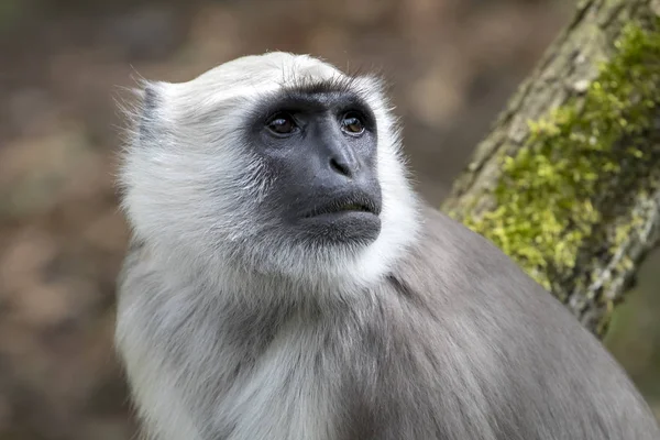 Primer Plano Hanuman Langur — Foto de Stock