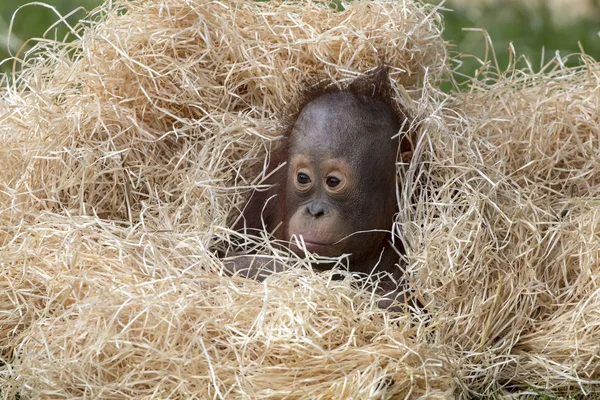 Cute Orangutan baby close up shot