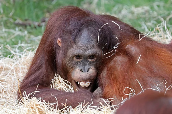 Śmieszne Młody Orangutan Bliska Strzał — Zdjęcie stockowe