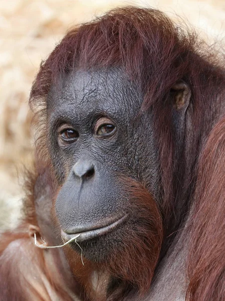 Orangutang Närbild Skott — Stockfoto