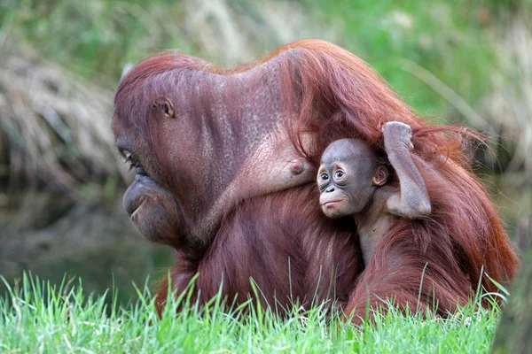 Orangutan Matki Dzieckiem Bliska Strzał — Zdjęcie stockowe