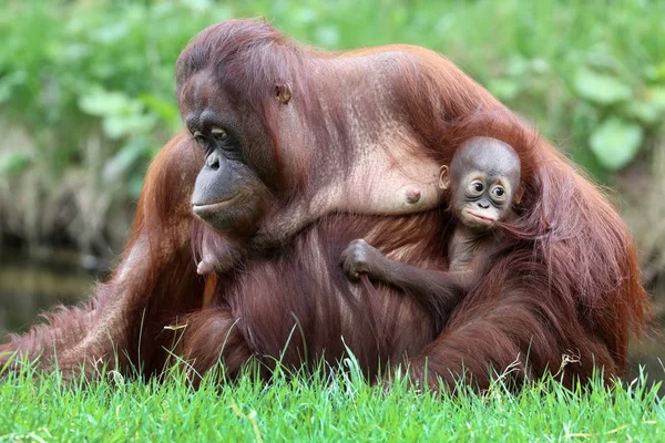 Orangután Madre Con Bebé Cerca Disparo — Foto de Stock