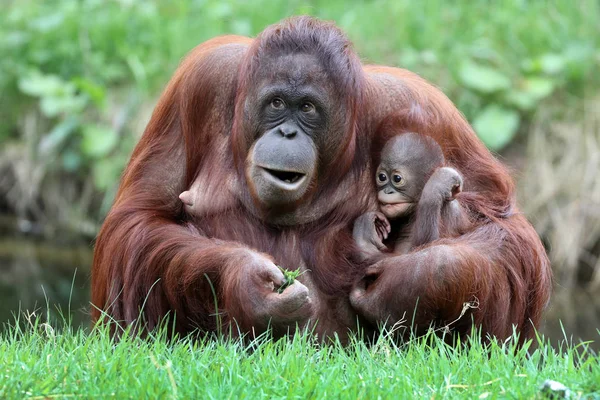 Orangután Madre Con Bebé Cerca Disparo —  Fotos de Stock