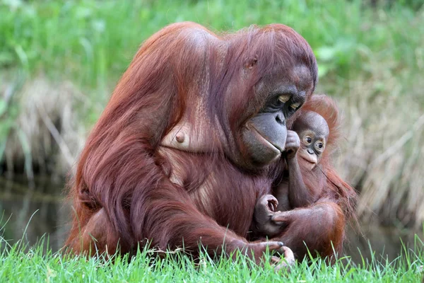 オランウータンの赤ちゃんと母親をクローズ アップ ショット — ストック写真