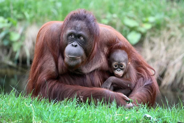 Орангутанга Мать Ребенком Крупным Планом — стоковое фото