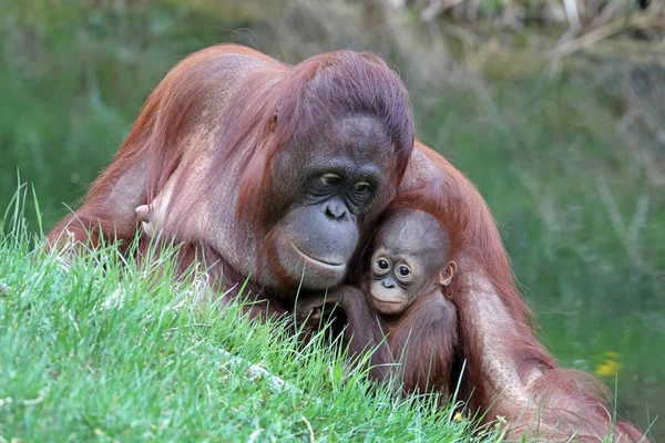 Orangutan Matki Dzieckiem Bliska Strzał — Zdjęcie stockowe