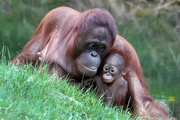 Orangutan Matki Dzieckiem Bliska Strzał — Zdjęcie stockowe