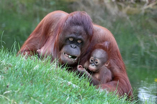 Orangután Madre Con Bebé Cerca Disparo — Foto de Stock