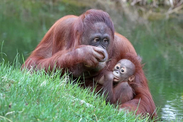 オランウータンの赤ちゃんと母親をクローズ アップ ショット — ストック写真