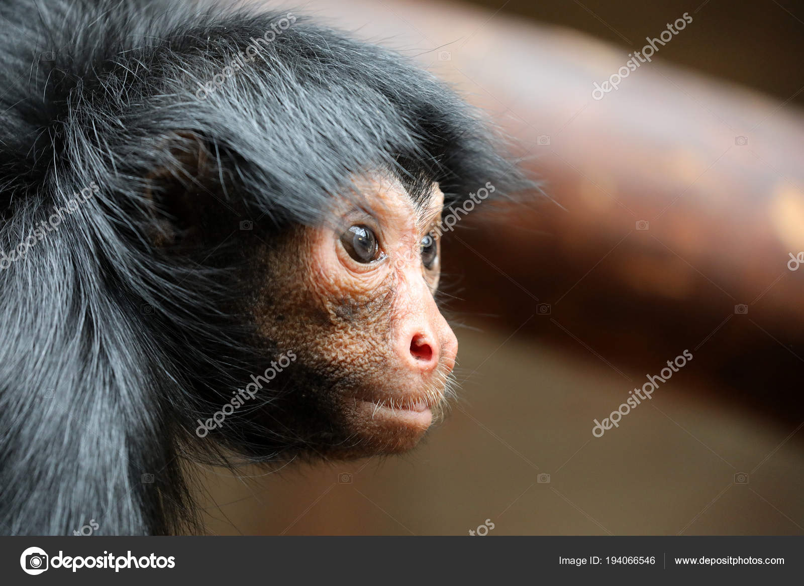 Red Faced Spider Monkey Pictures Red Faced Spider Monkey Stock Photos Images Depositphotos