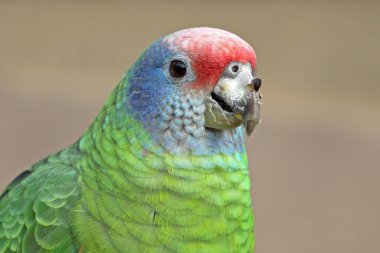 Kırmızı kuyruklu amazon yakın atış kadar