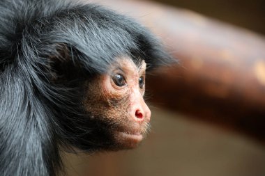 Kırmızı yüzlü Spider Monkey yakın atış