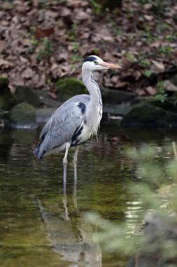 Gri balıkçıl portre yakın çekim yukarı