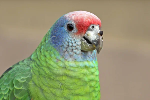 Red Tailed Amazon Nära Upp Skott — Stockfoto