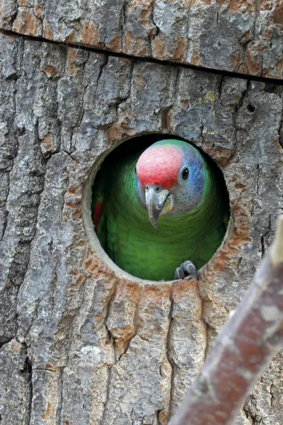 Red Tailed Amazon Nära Upp Skott — Stockfoto