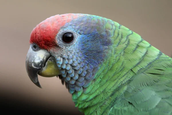 Kırmızı kuyruklu amazon yakın atış kadar