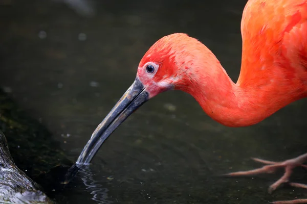 Rosso Ibis Primo Piano Primo Piano Colpo — Foto Stock