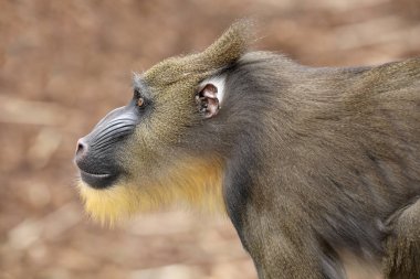 Genç erkek Mandrill'di yakın atış
