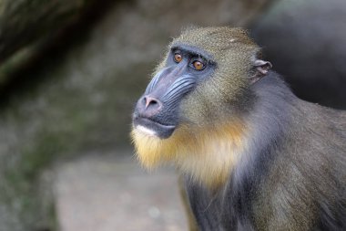 Genç erkek Mandrill'di yakın atış