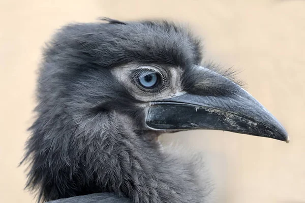 Jovem Sul Terra Hornbill Close Tiro — Fotografia de Stock