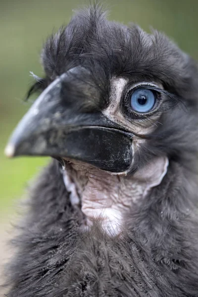 Jovem Sul Terra Hornbill Close Tiro — Fotografia de Stock